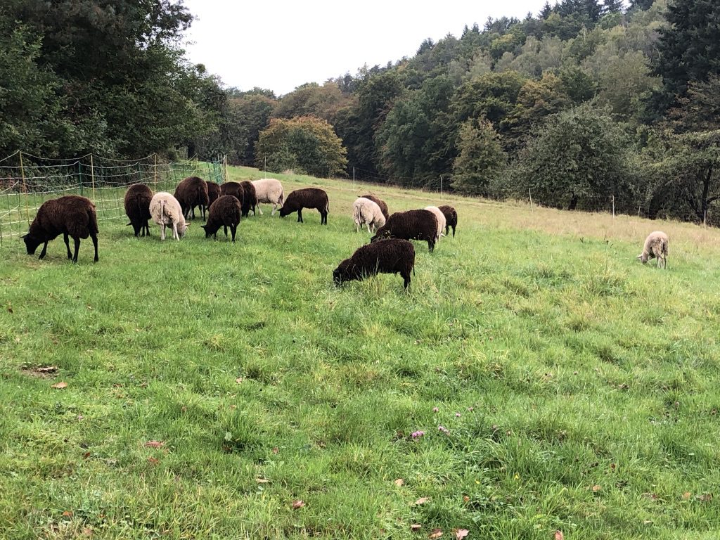 Lämmer auf der Herbstweide